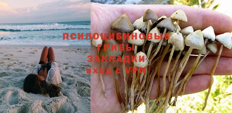 Галлюциногенные грибы Psilocybine cubensis  где можно купить наркотик  Киренск 